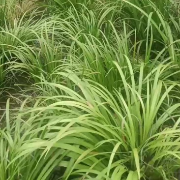 河池红心石菖蒲自家基地现货供应按需求按要求打包