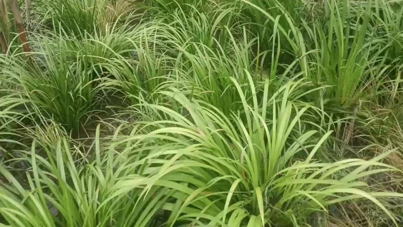 河池红心石菖蒲自家基地现货供应按需求按要求打包