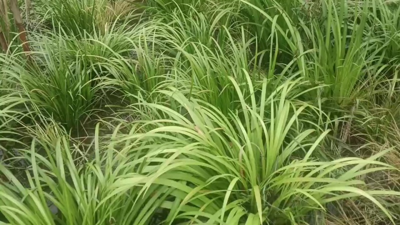 河池红心石菖蒲自家基地现货供应按需求按要求打包