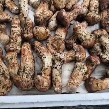 松茸