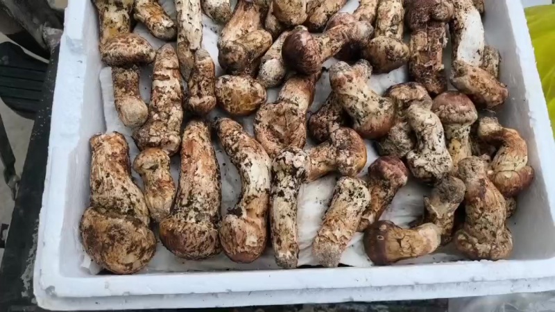 松茸