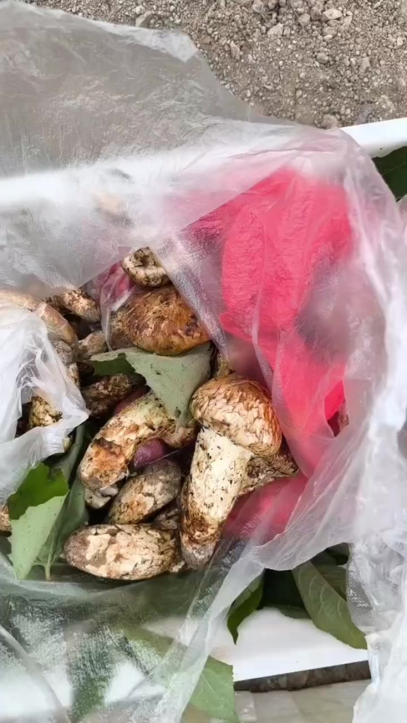 松茸