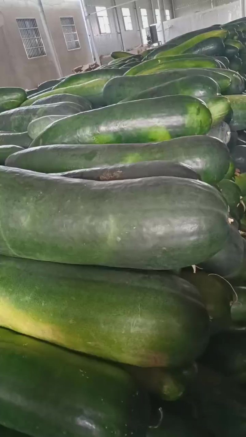 精品黑皮冬瓜，诚信经营，欢迎采购