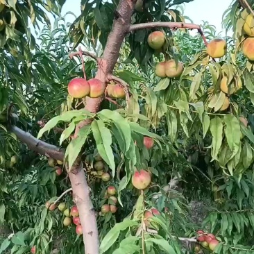 珍珠油桃
