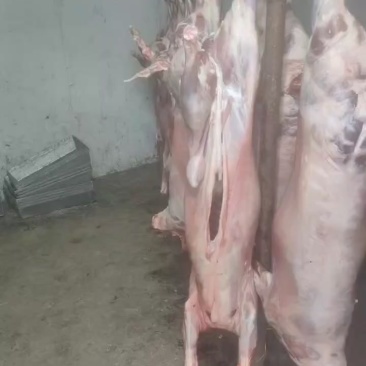 羊酮体