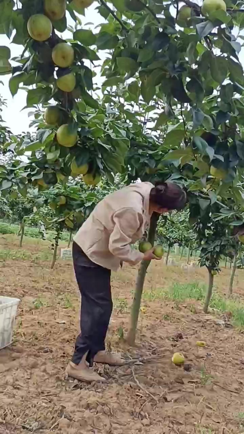 梨子