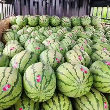 香山硒砂瓜