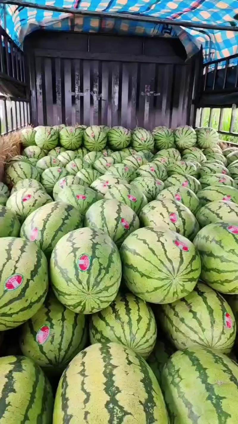 香山硒砂瓜