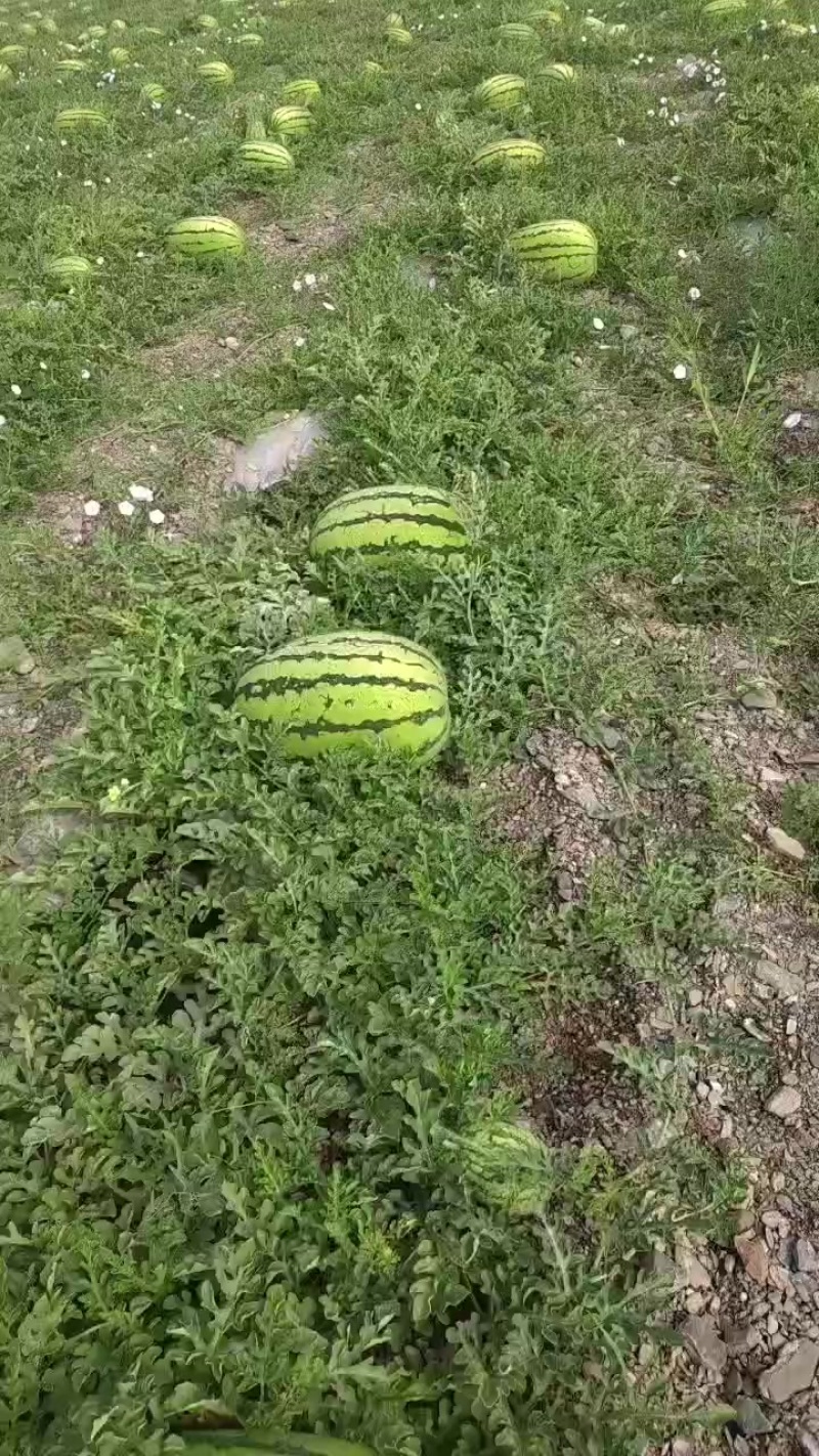 香山硒砂瓜