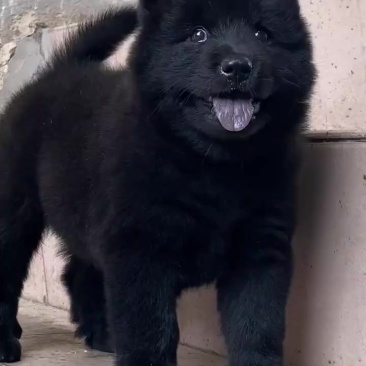 精品中华田园犬五黑犬