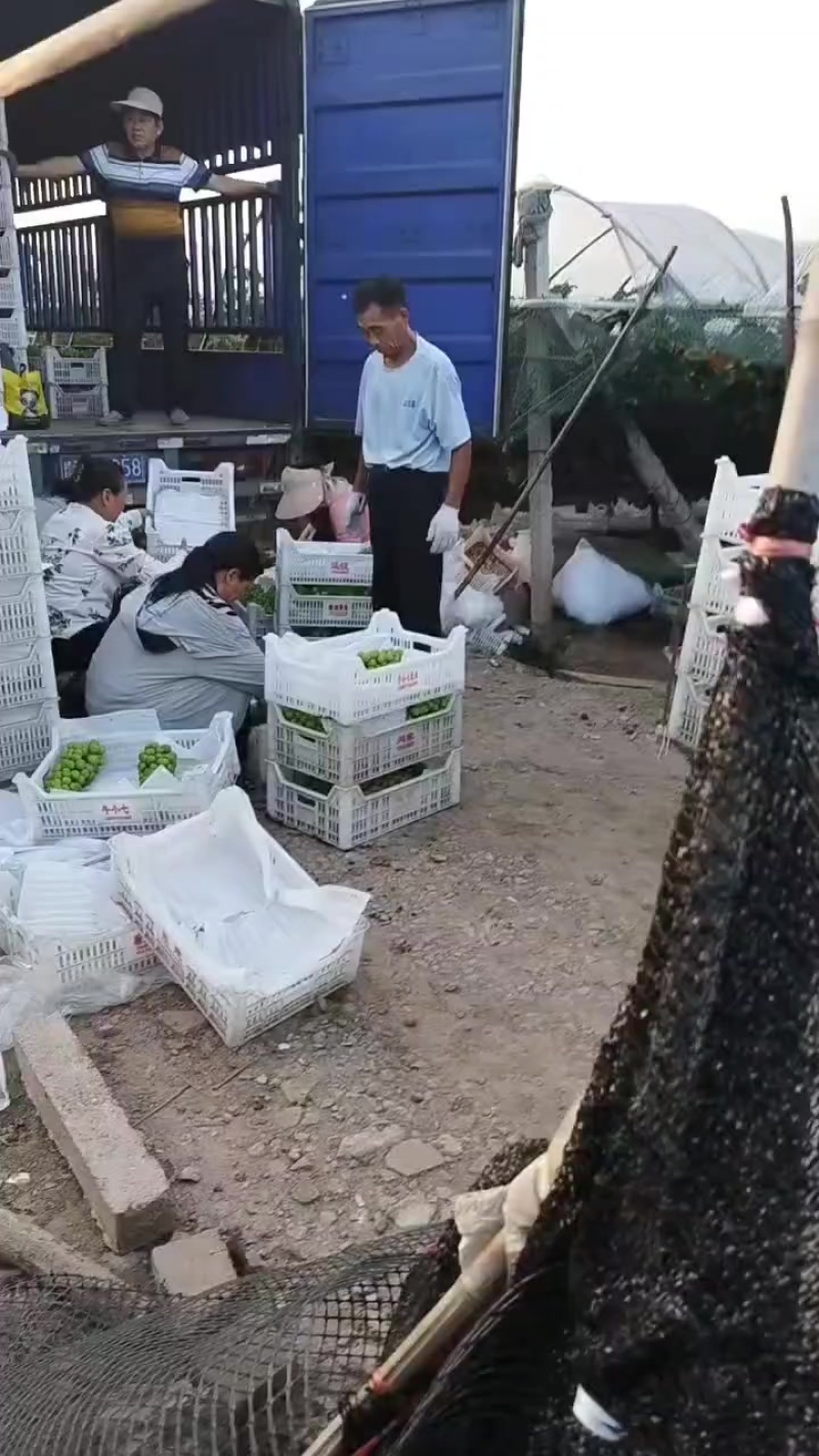 黄土坡阳光玫瑰