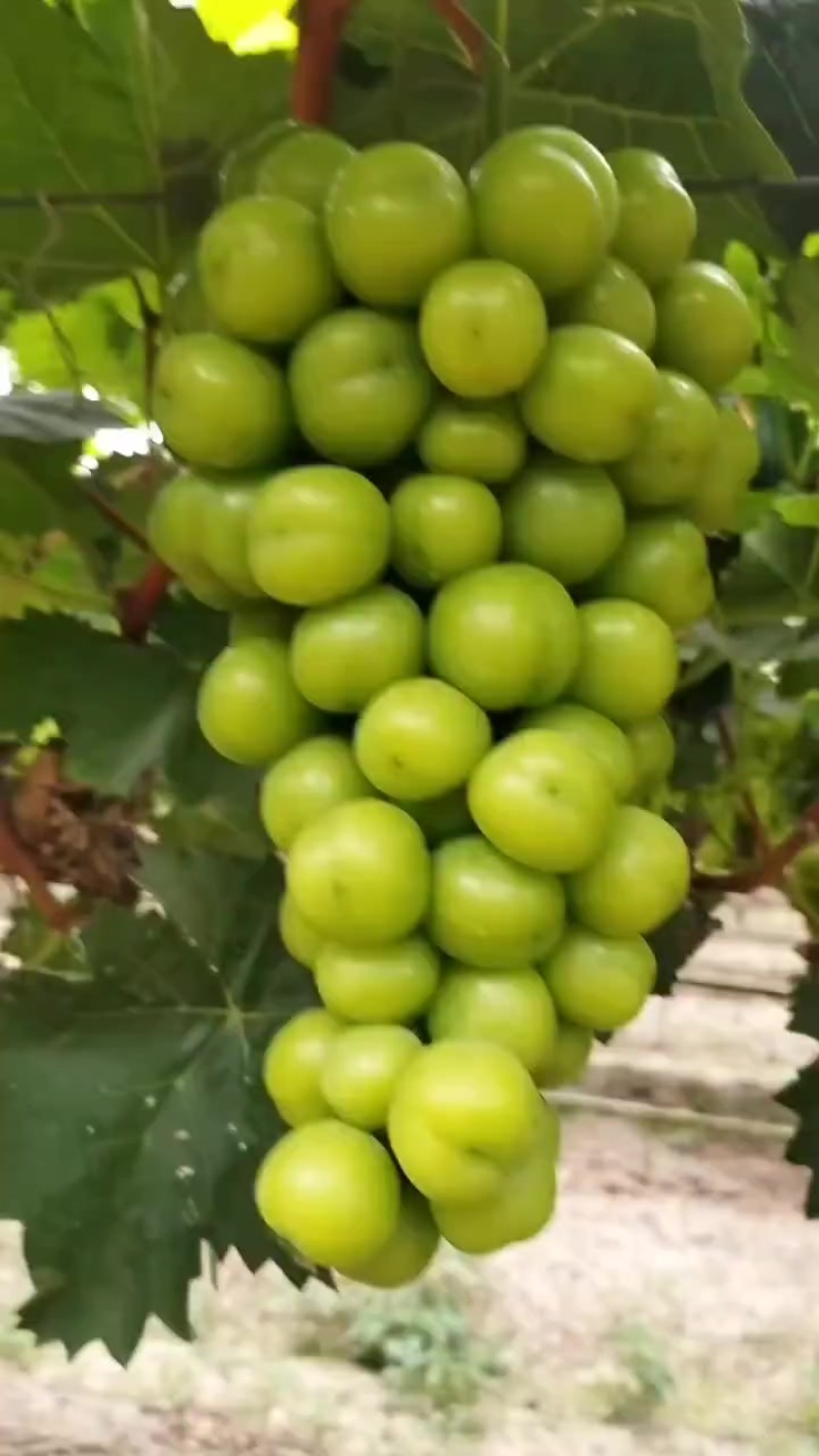黄土坡阳光玫瑰