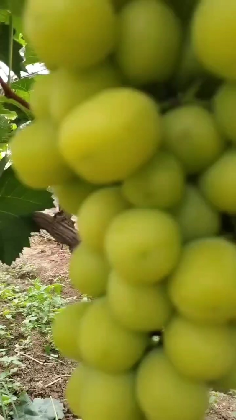 黄土坡阳光玫瑰
