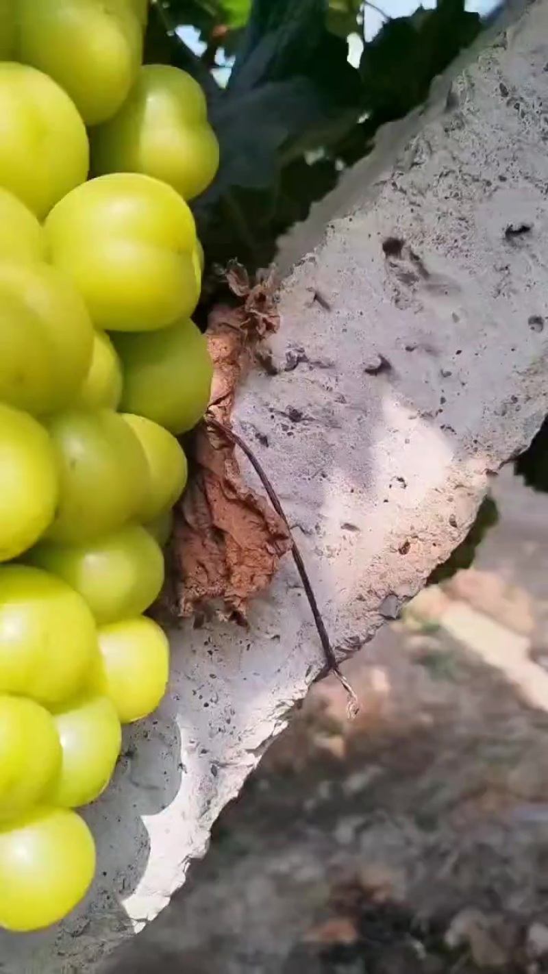 黄土坡阳光玫瑰
