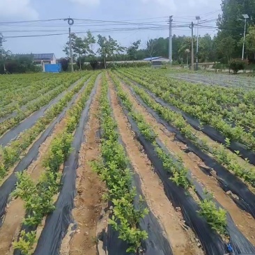 蓝莓苗