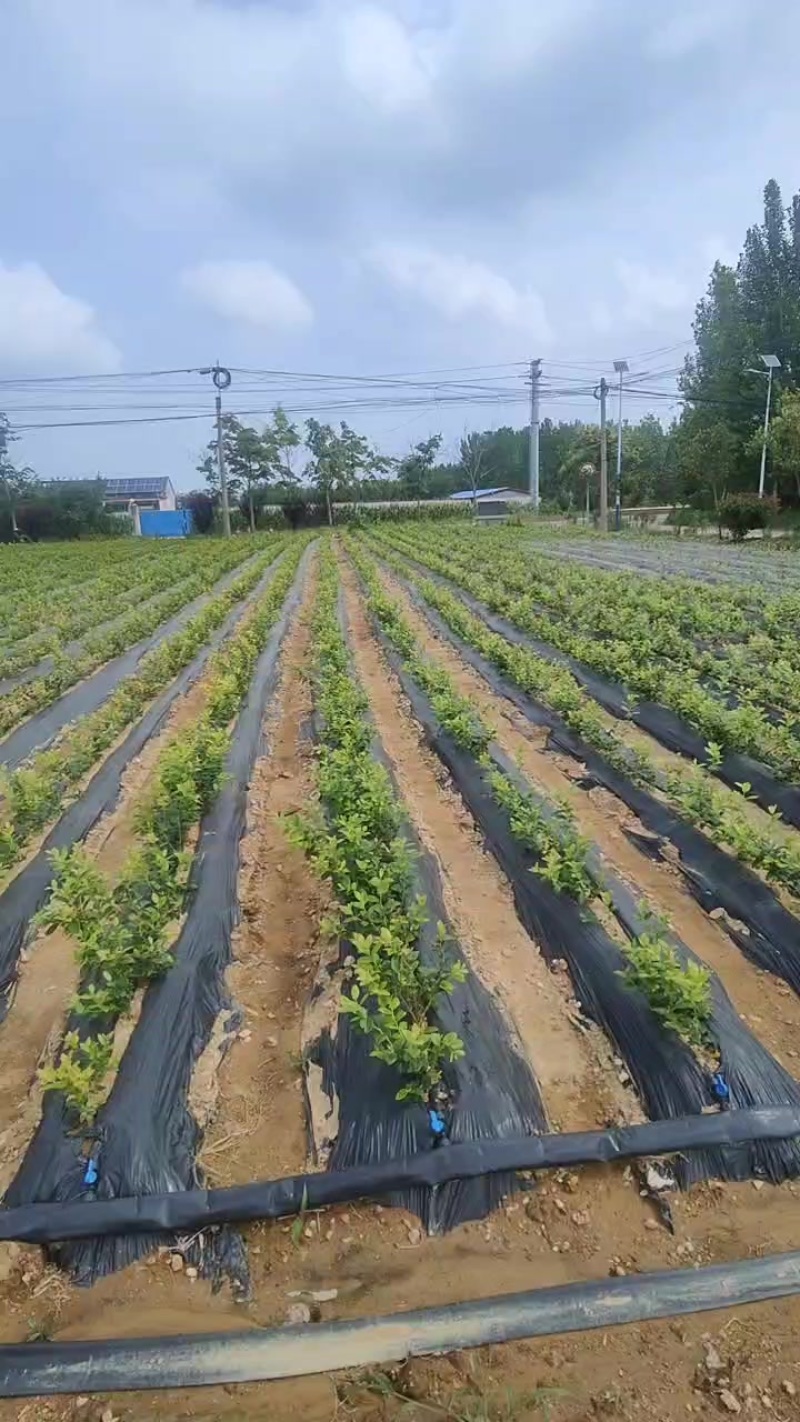 蓝莓苗