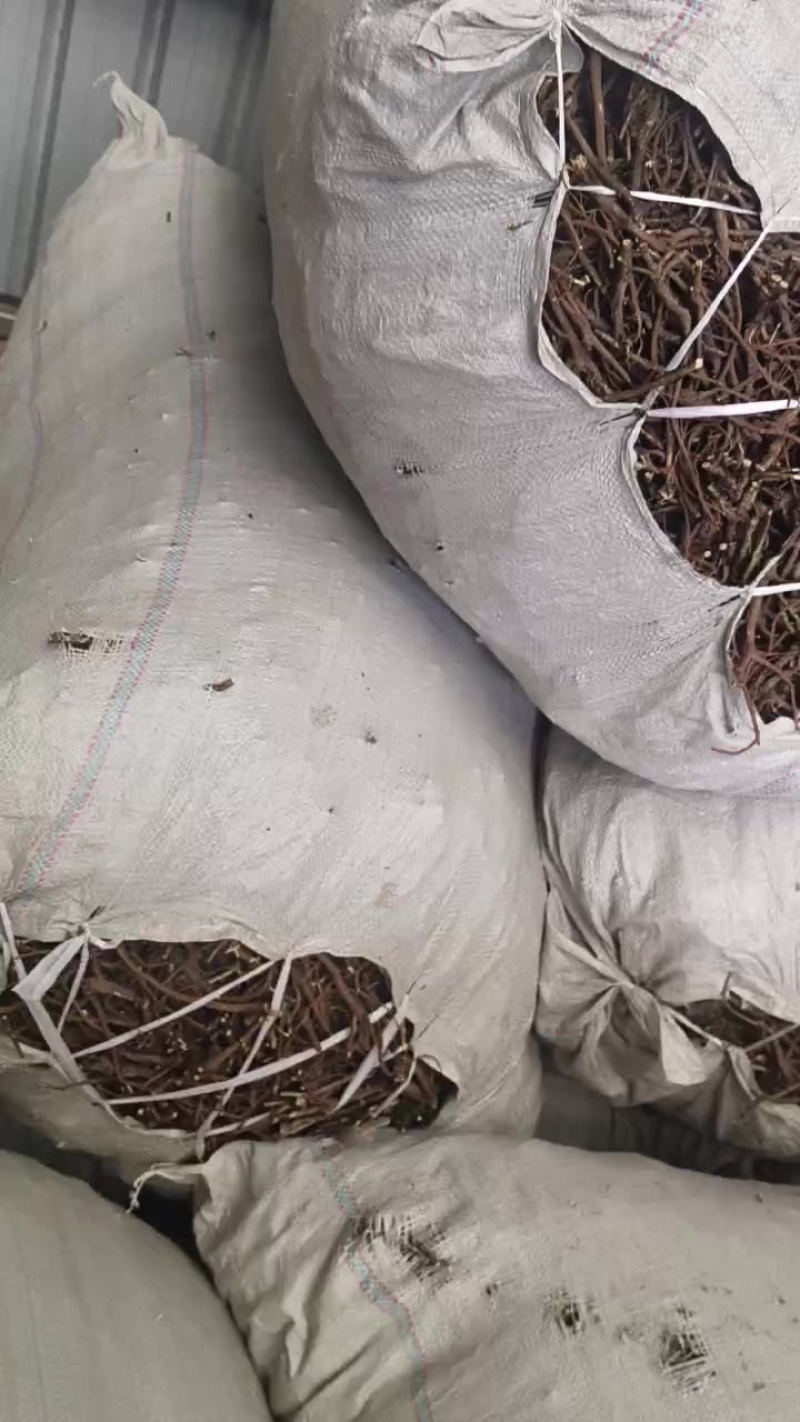 庆阳柴红根直条柴胡