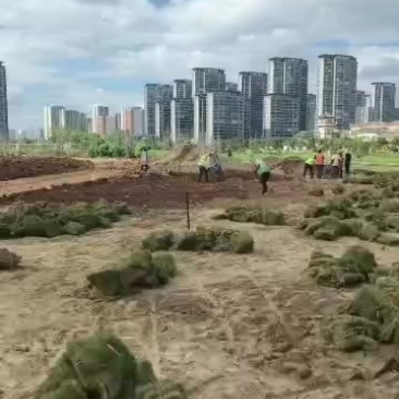 大量出售马尼拉草卷草块
