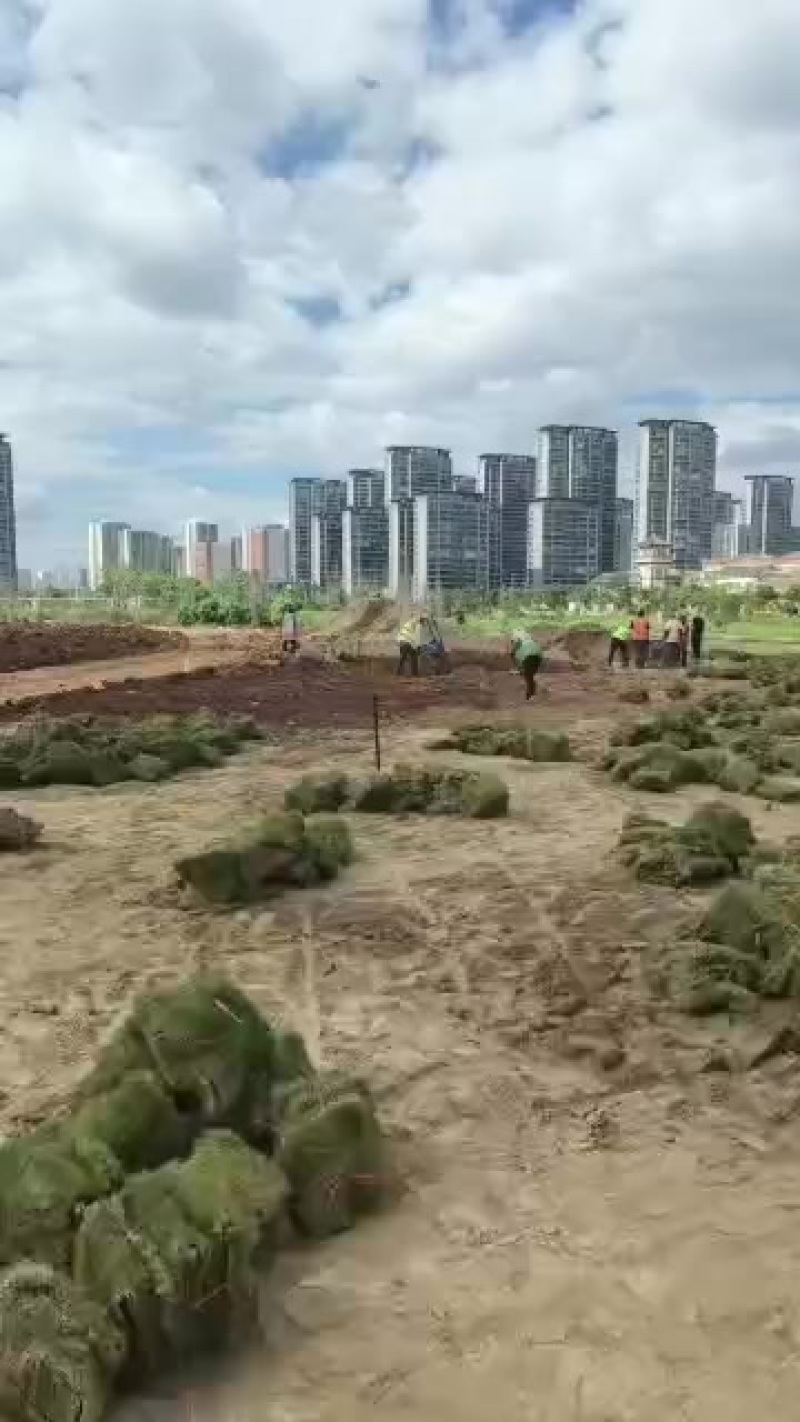 大量出售马尼拉草卷草块