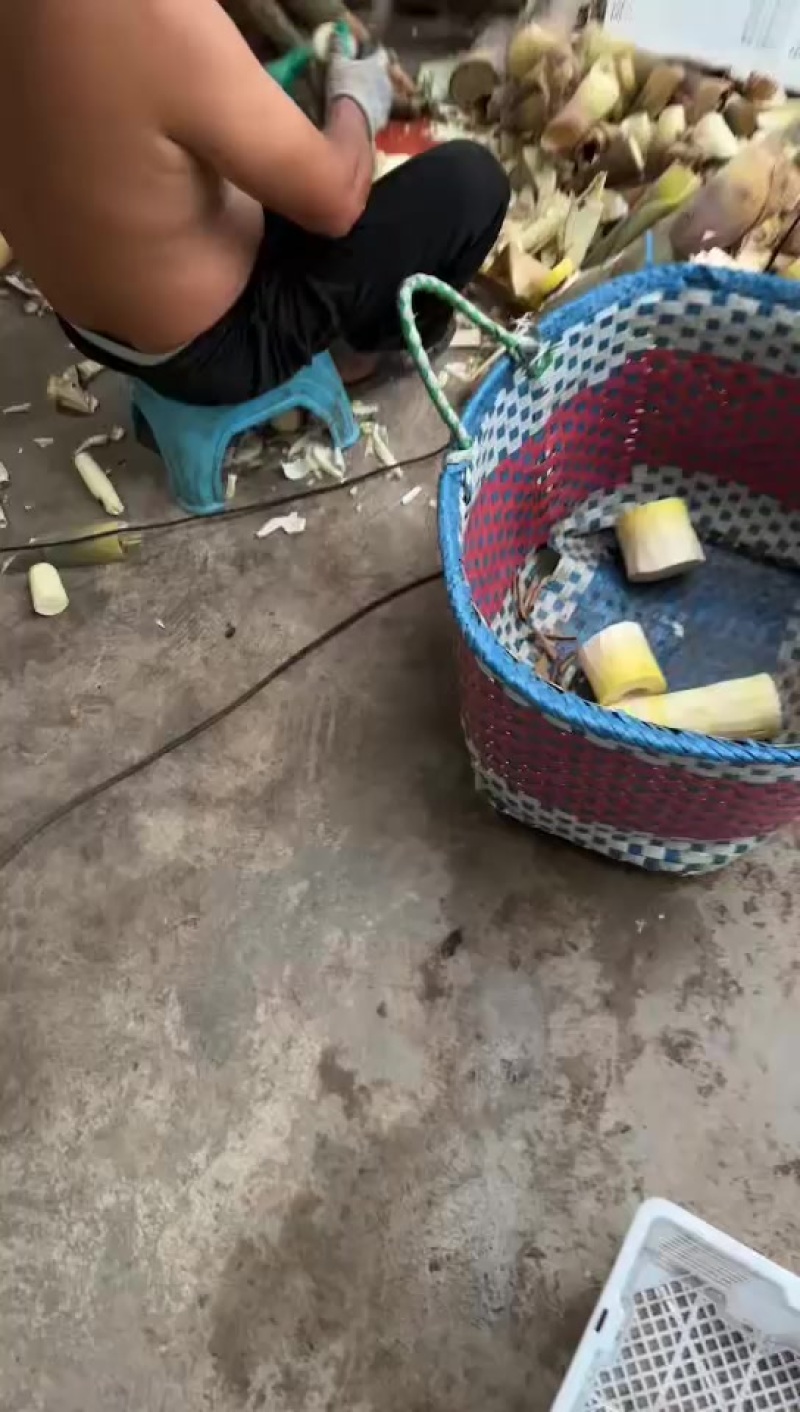 竹笋