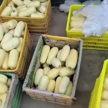 笋瓜产地直销