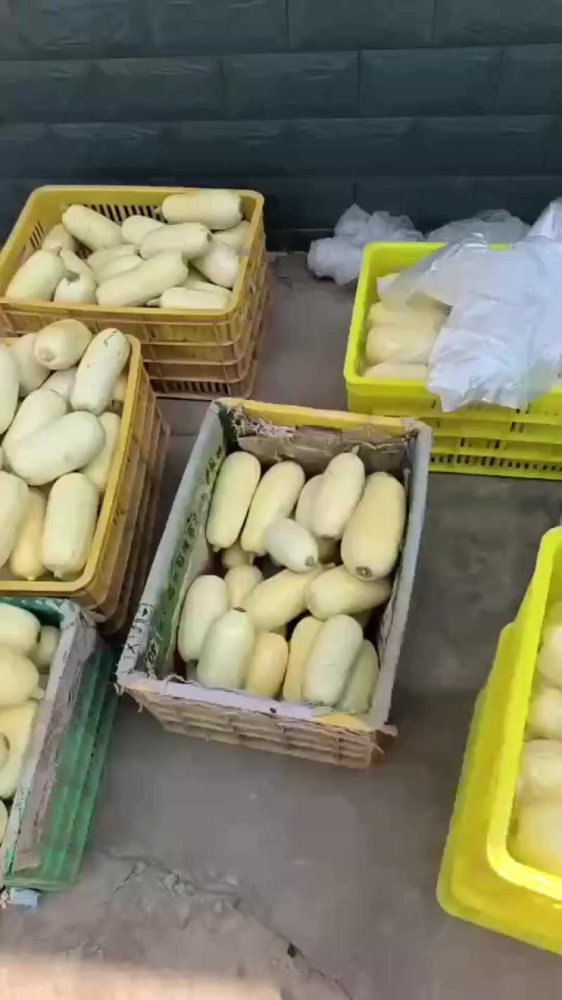 笋瓜产地直销
