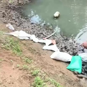 河蚌