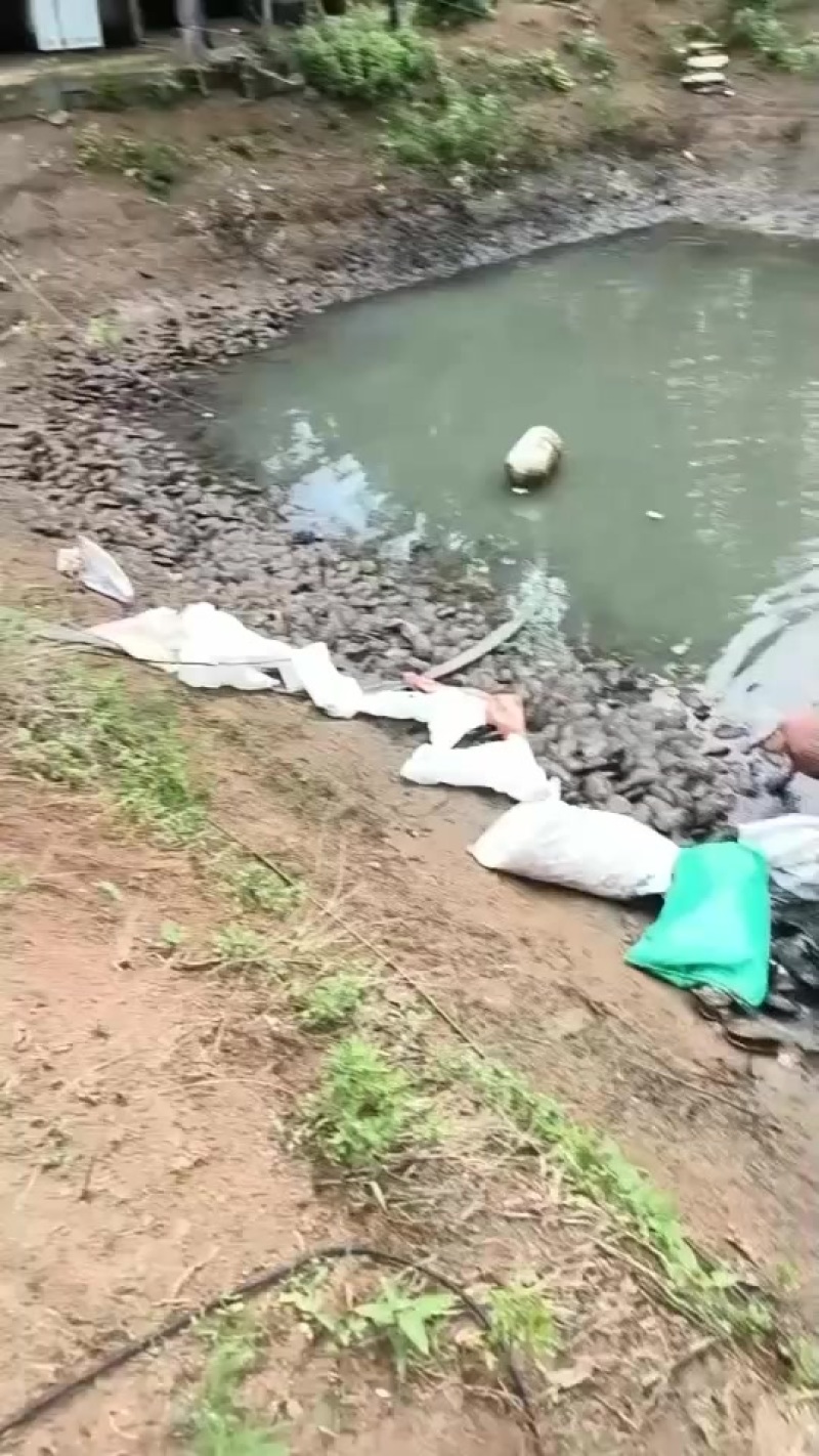 河蚌