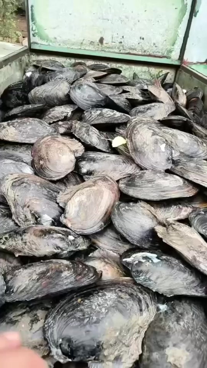 河蚌