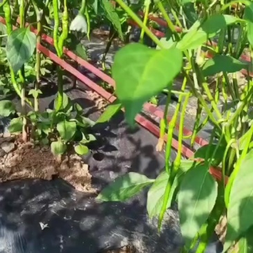 皱椒