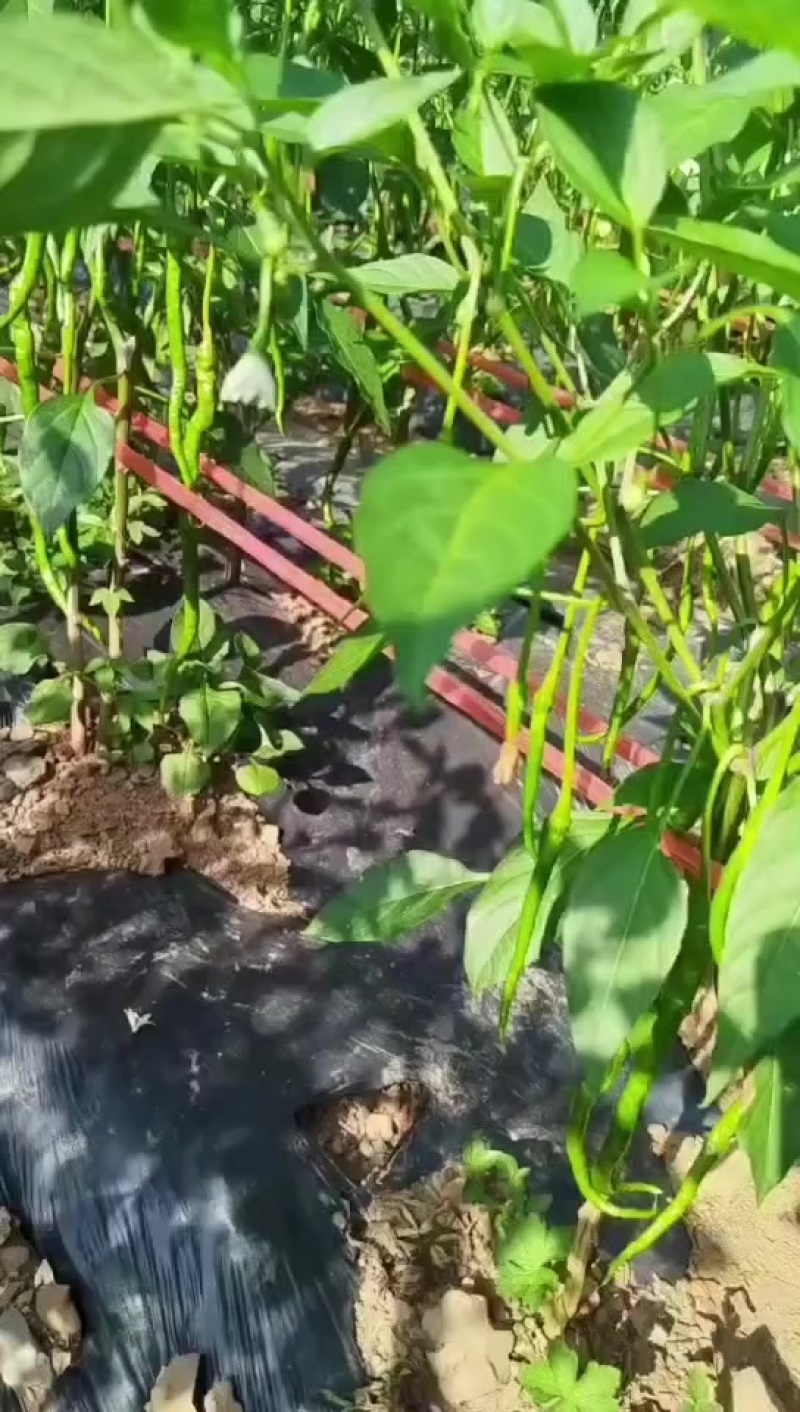 皱椒