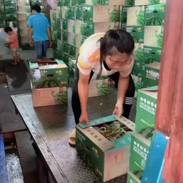 专业代卖美都麒麟瓜，欢迎全国各地来货代销代卖