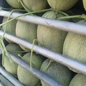 哈密瓜