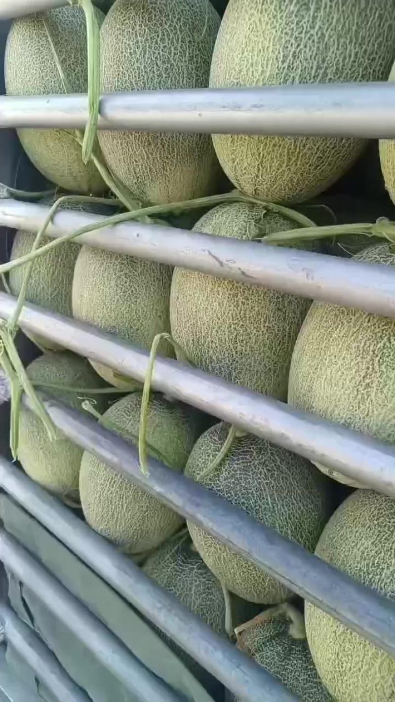 哈密瓜
