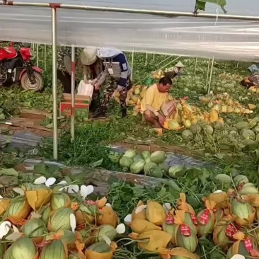 哈密瓜