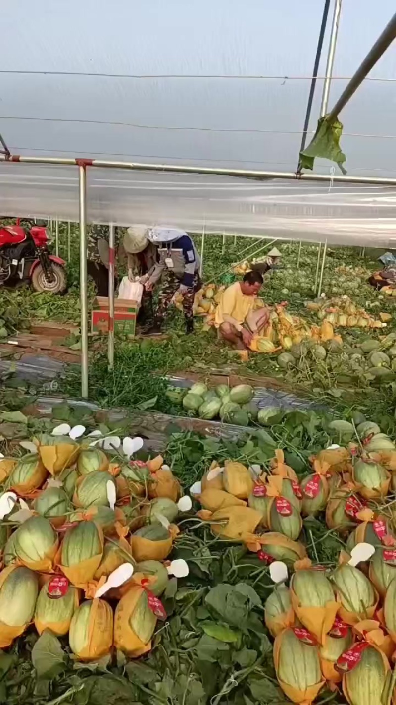 哈密瓜