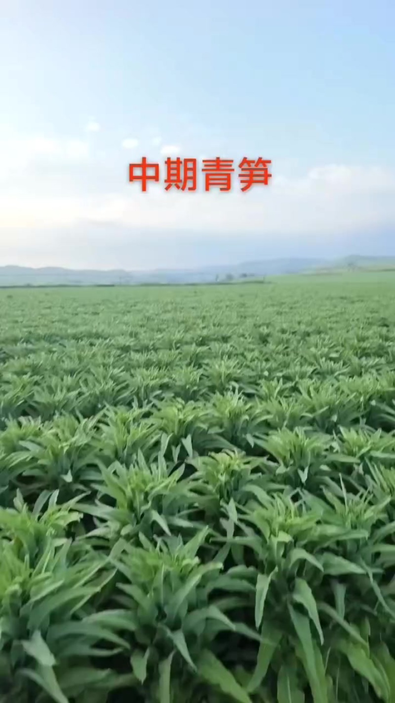 乌兰察布中旗精品莴笋
