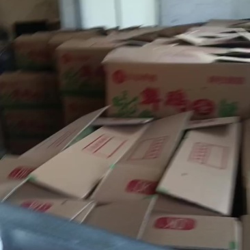 寻38斤至41斤红心