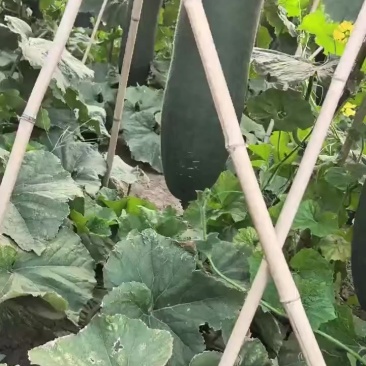 冬瓜黑皮吊冬瓜