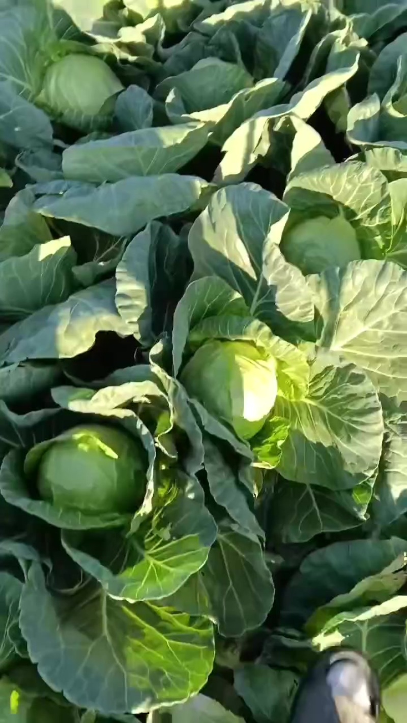 甘兰