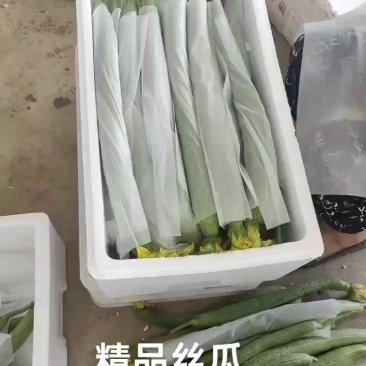 精品丝瓜