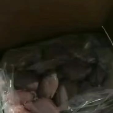 烧烤店必备大补产品羊外腰也叫羊宝羊白腰一斤三四个