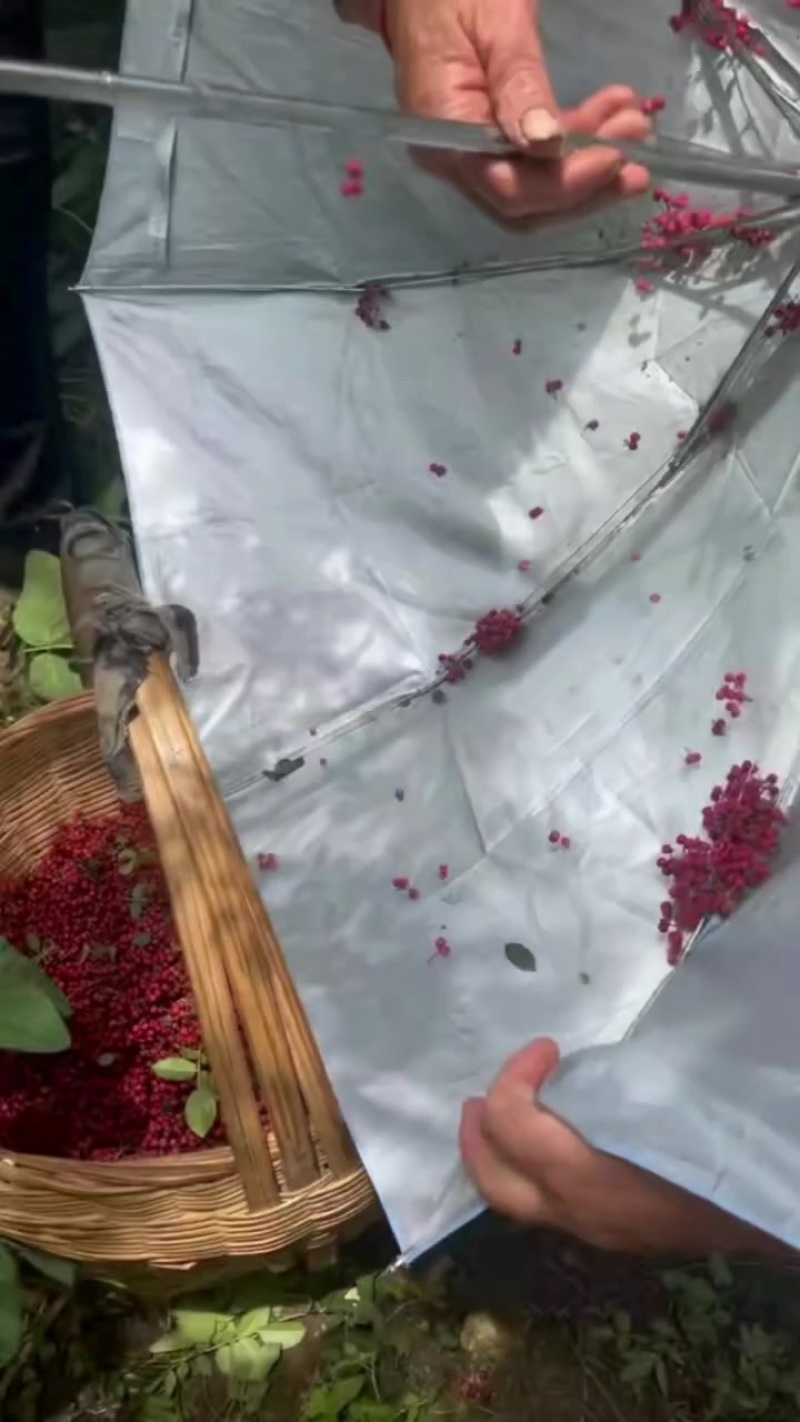 汉源花椒