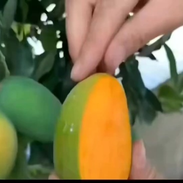 椰香，贵妃芒果