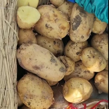 土豆