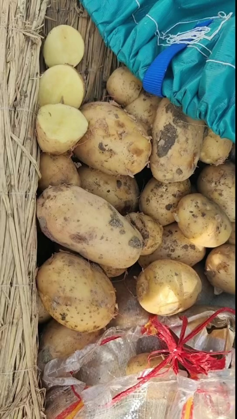 土豆