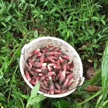 云南无农药阳荷