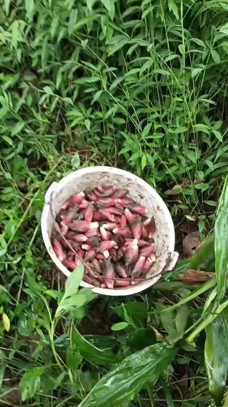 云南无农药阳荷