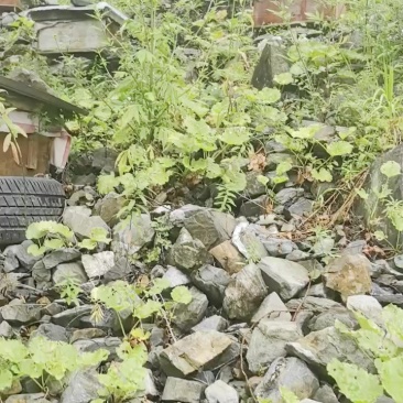 高山土蜂蜜