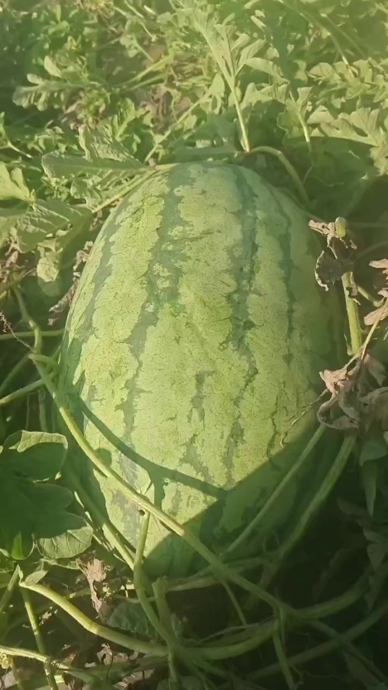 西瓜